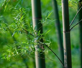 来看看：什么样的竹子适合做成竹筷！
